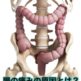 腸の痛みの原因　右腹部、左腹部、中央など部位別に解説！