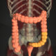 S字結腸、S状結腸の場所を図で解説！その機能や役割とは？